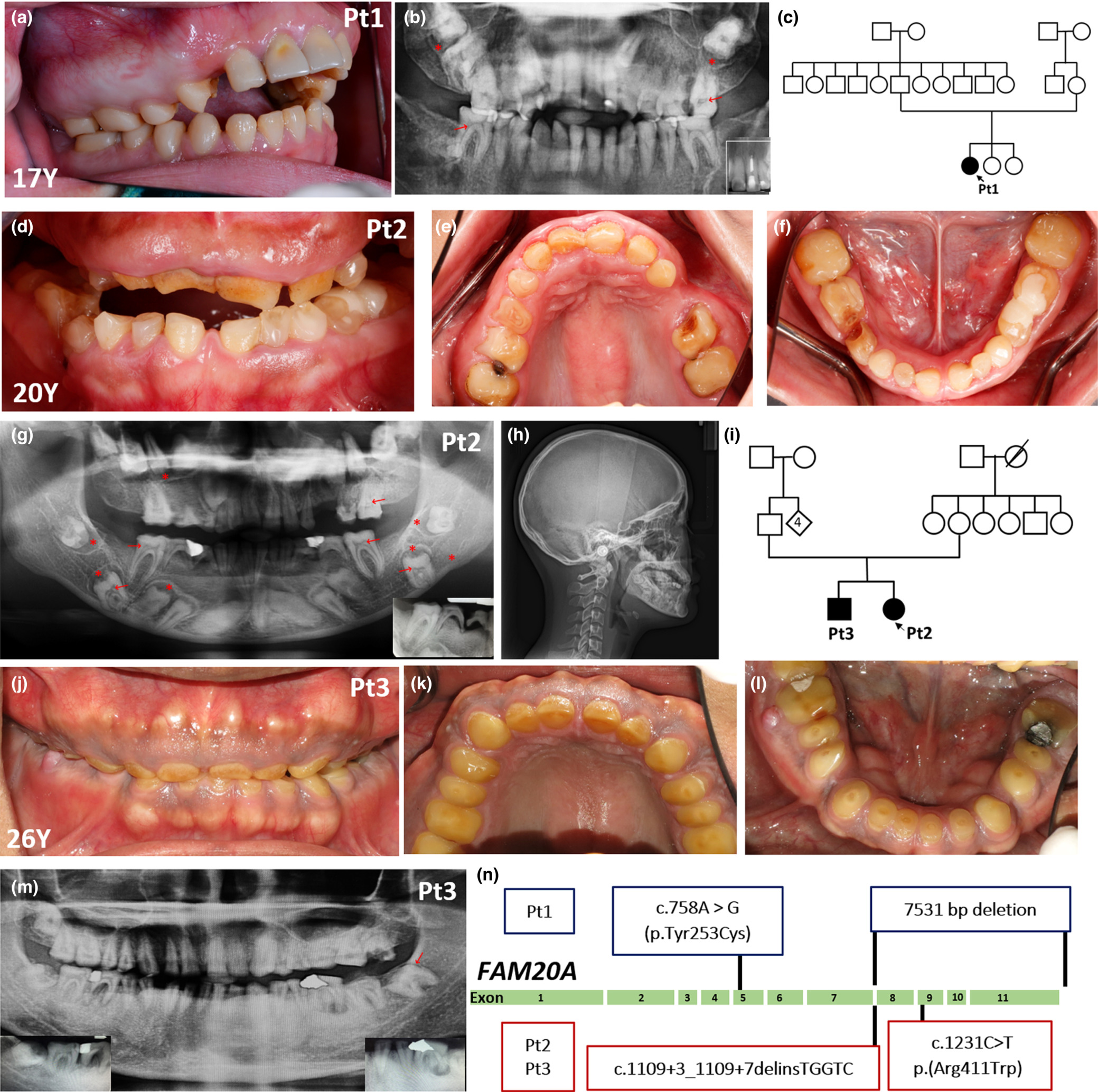 odi14510-fig-0001-m-1.jpg