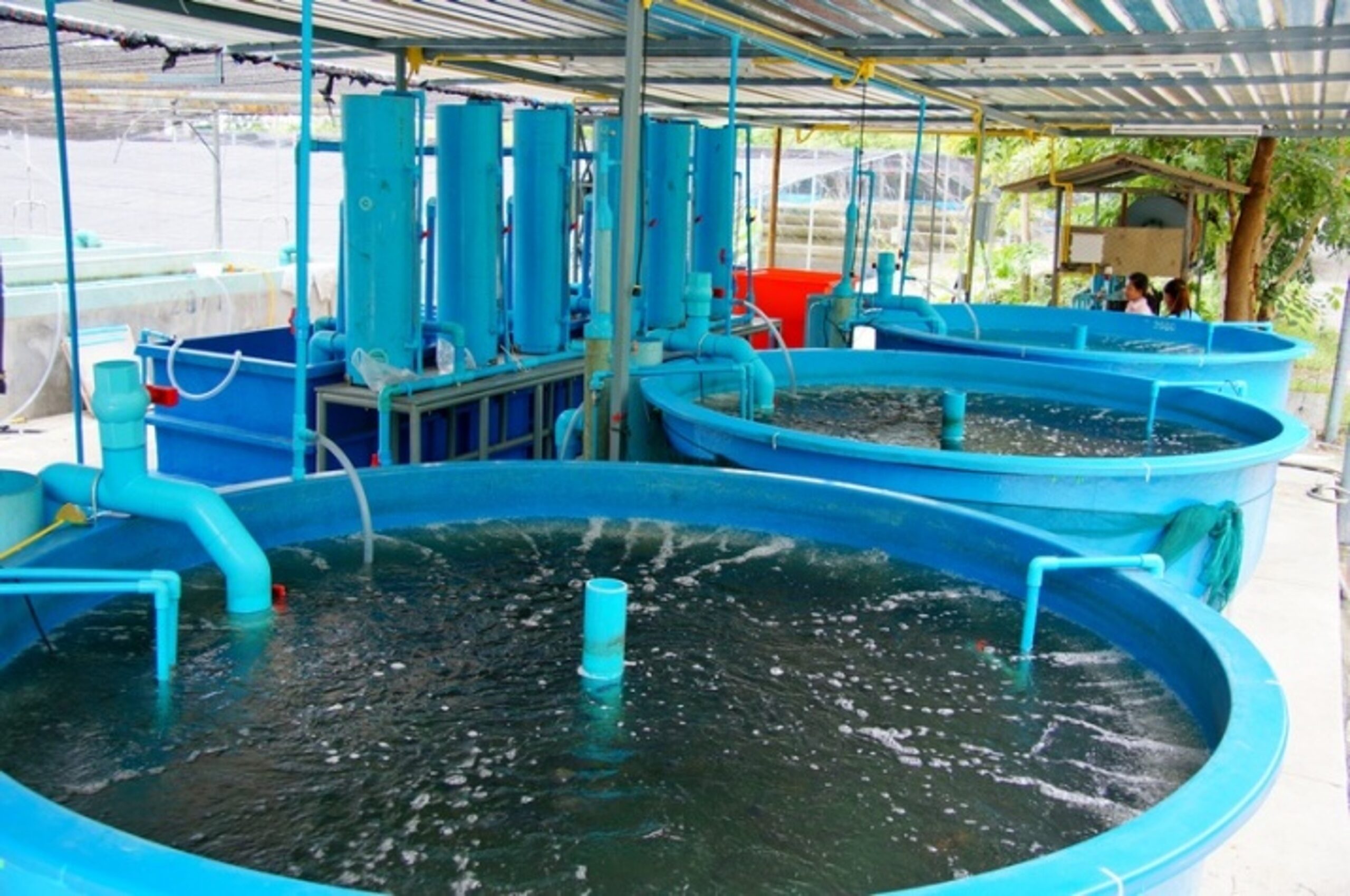 Center of Excellence for Marine Biotechnology